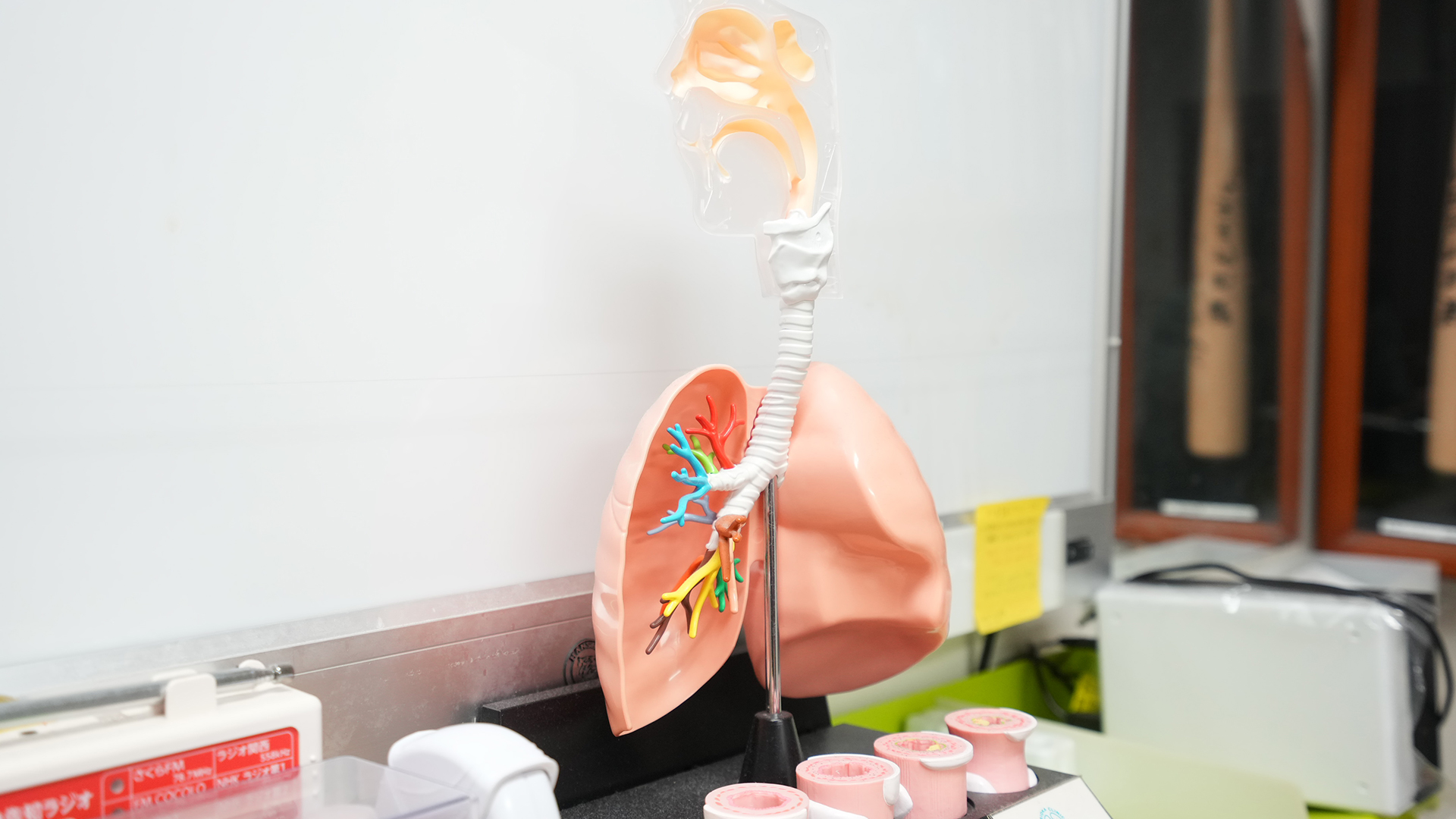 肺の模型